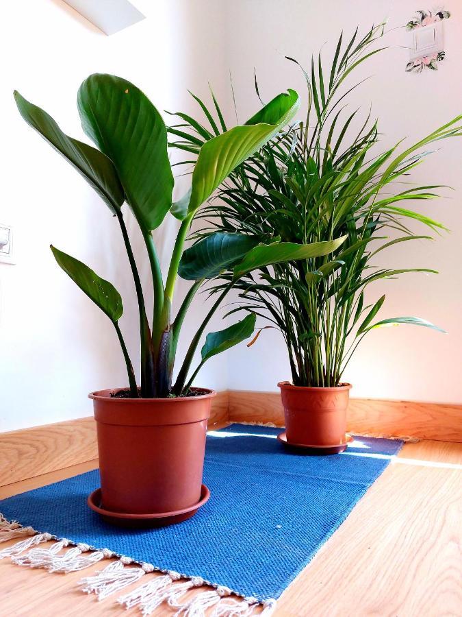 Casa Ledu - Sunny Holiday In Fuerteventura Corralejo Dış mekan fotoğraf